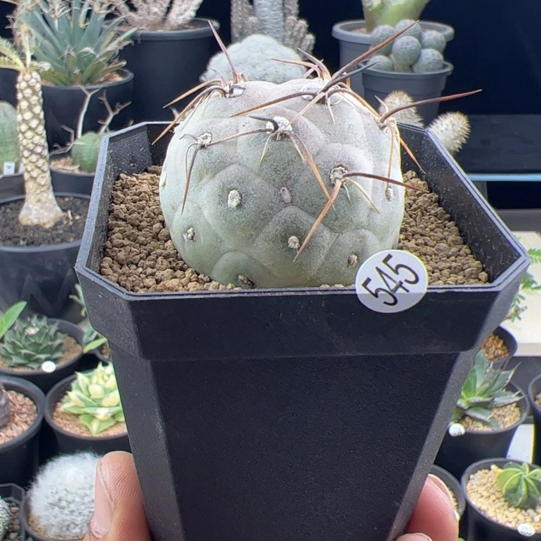 习志野4.3一物一拍