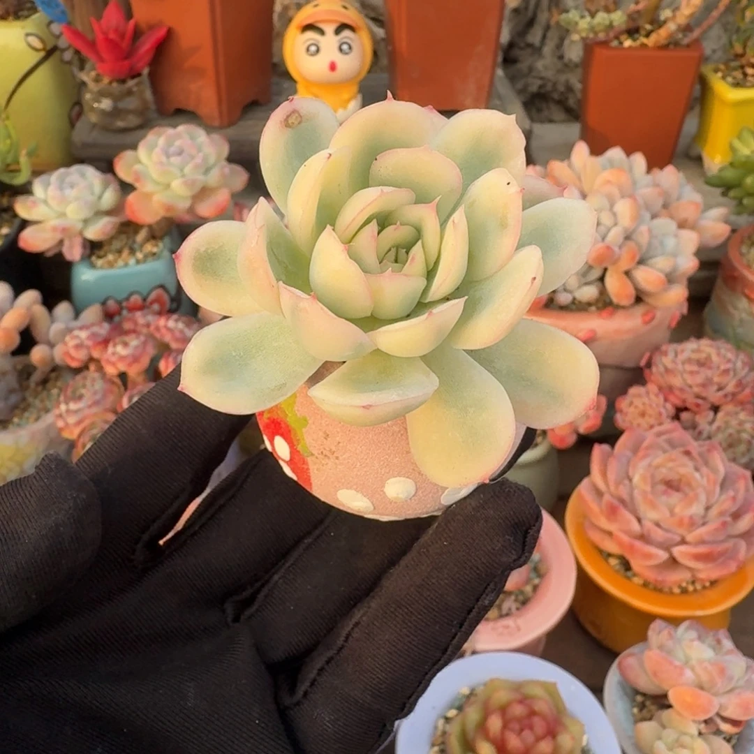 草莓冰锦 多肉含盆土 一物一拍