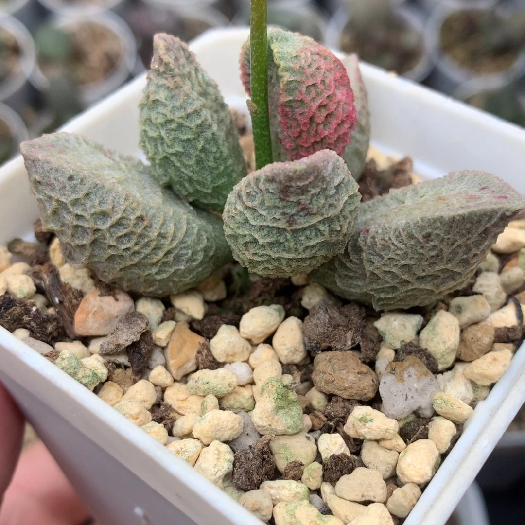 实生新品 网格纹一物一拍