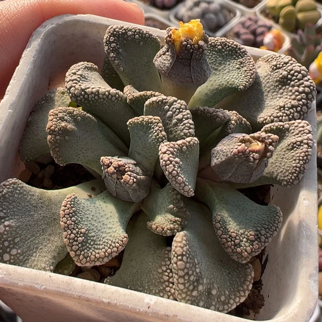 752多肉植物种类多样