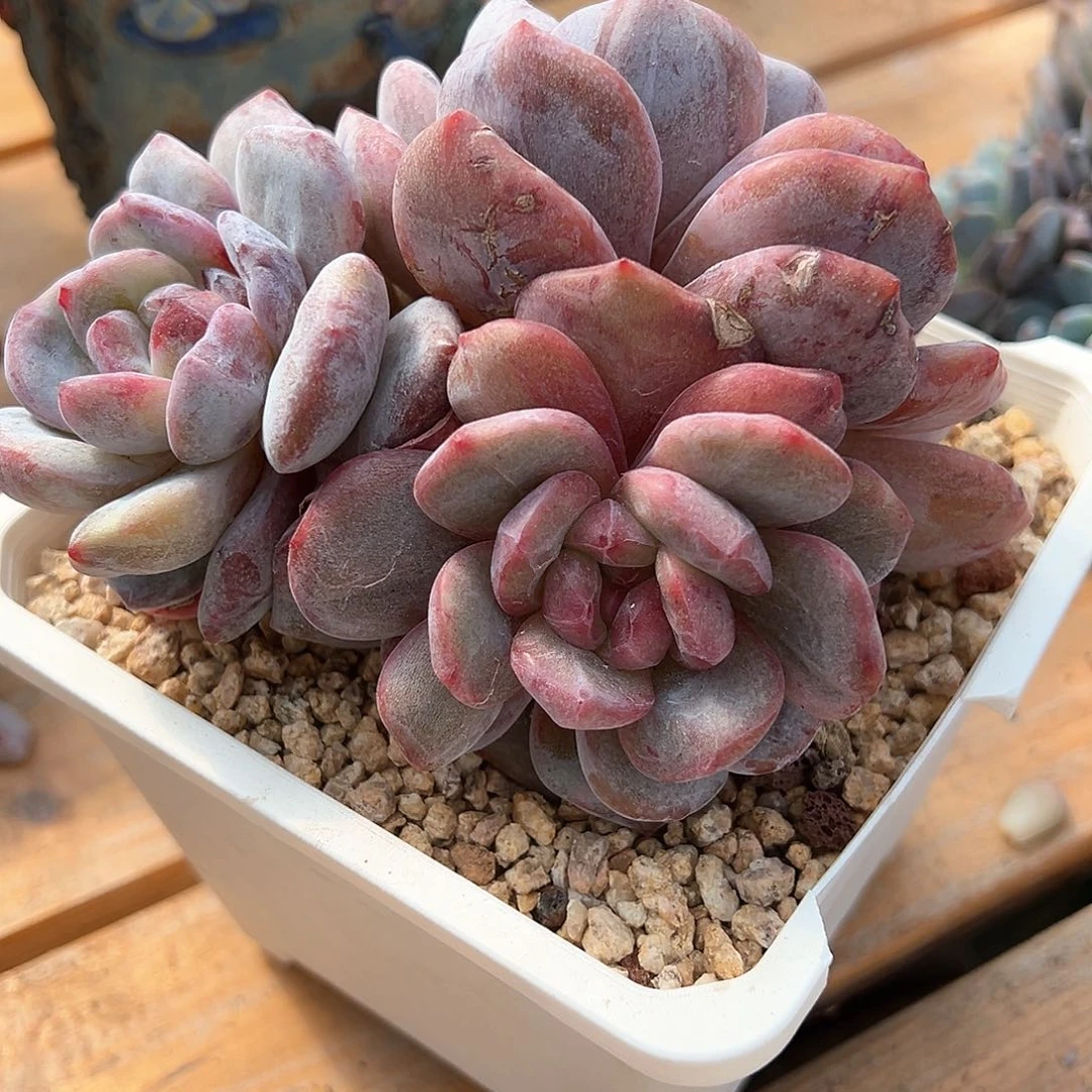 霸***花泡泡专拍石榴籽星影石化