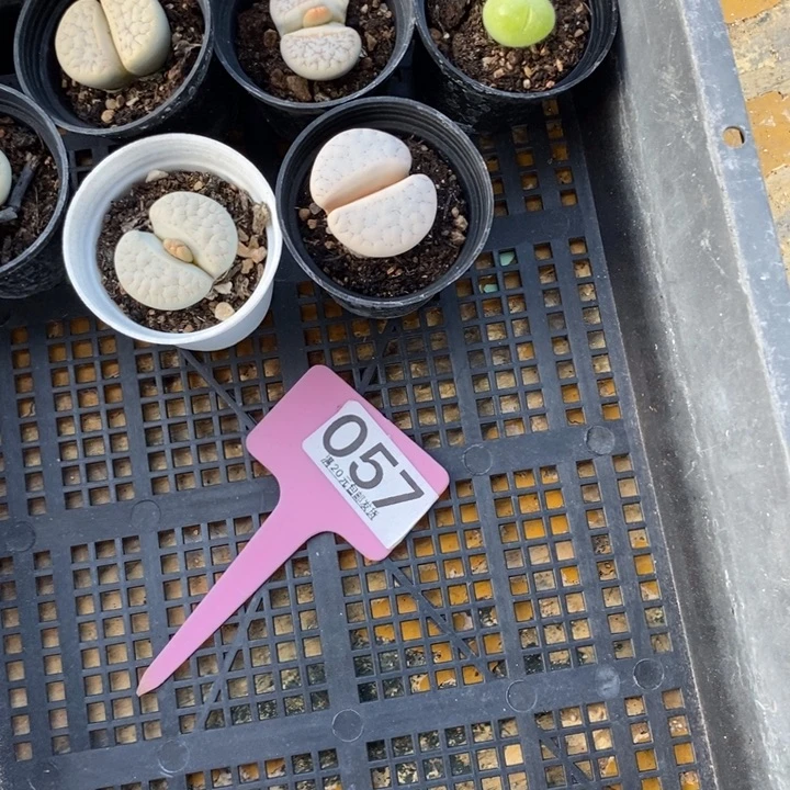 ****家生石花等植物的生长057