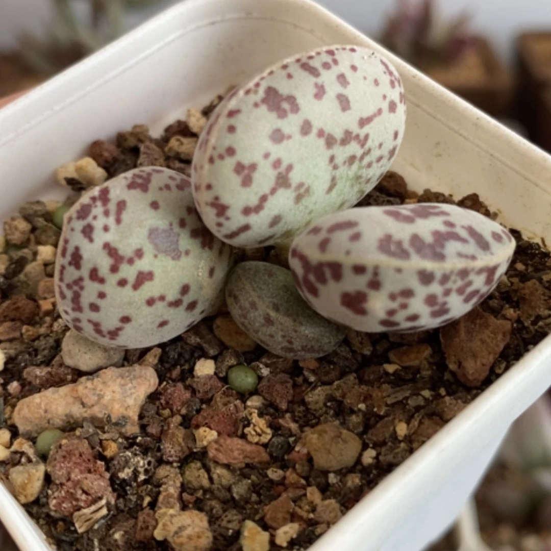 【闪购商品】无花朵花旦