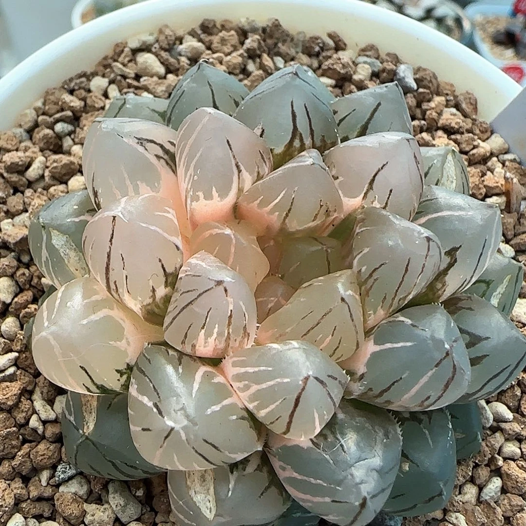 266号OM玉露锦5.8左右一物一拍带盆