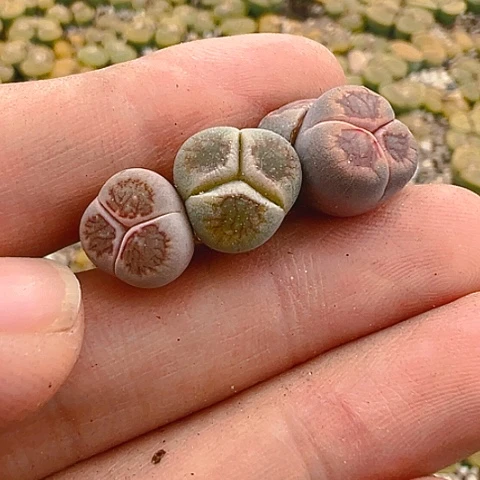 【闪购商品】20017