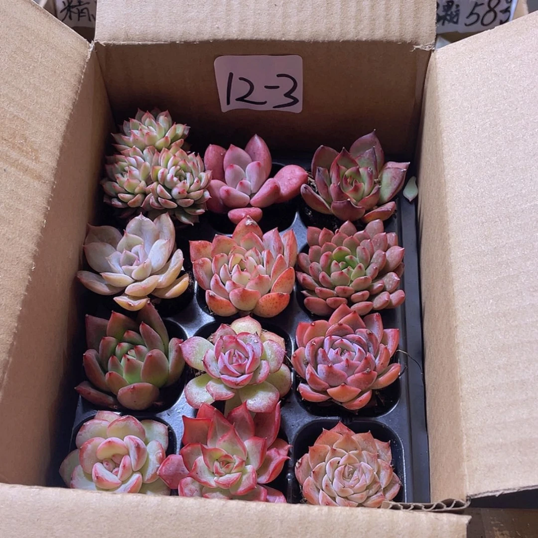 【闪购商品】12颗-3