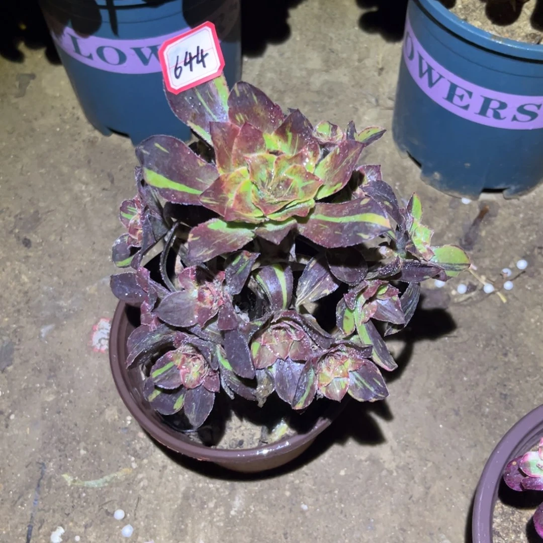 644多肉植物花斑鹿
