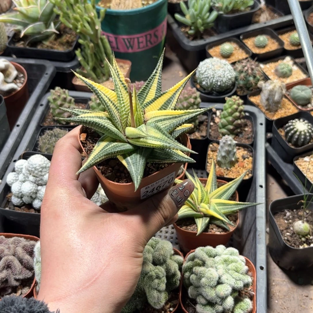 ?****O24670一物一拍单头