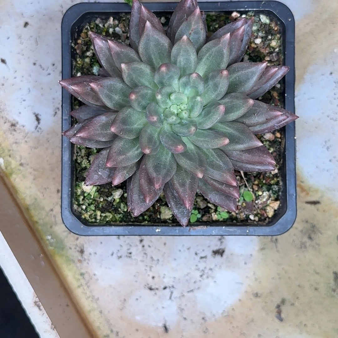 娇***娇单头多肉植物寄养