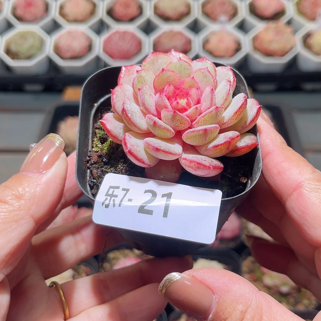 乐7-21 新品单头