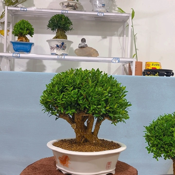 用***9无花朵浙江黄杨一树一拍