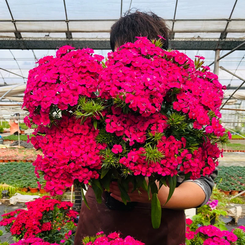 玫瑰石竹 带香味！！ 霹雳石竹盆栽花卉耐寒好养 庭院阳台多年植物