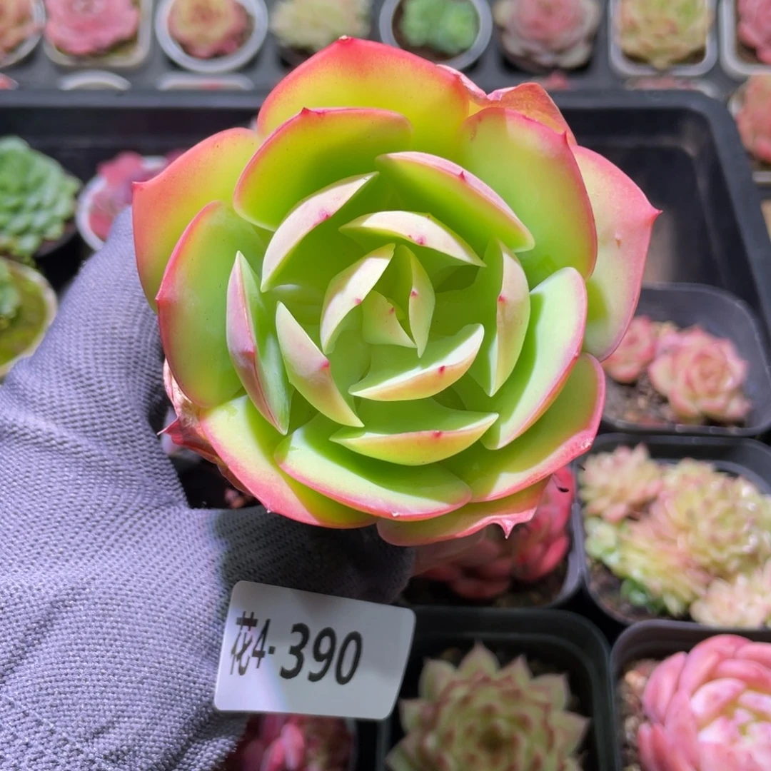 花利美4-390碧桃