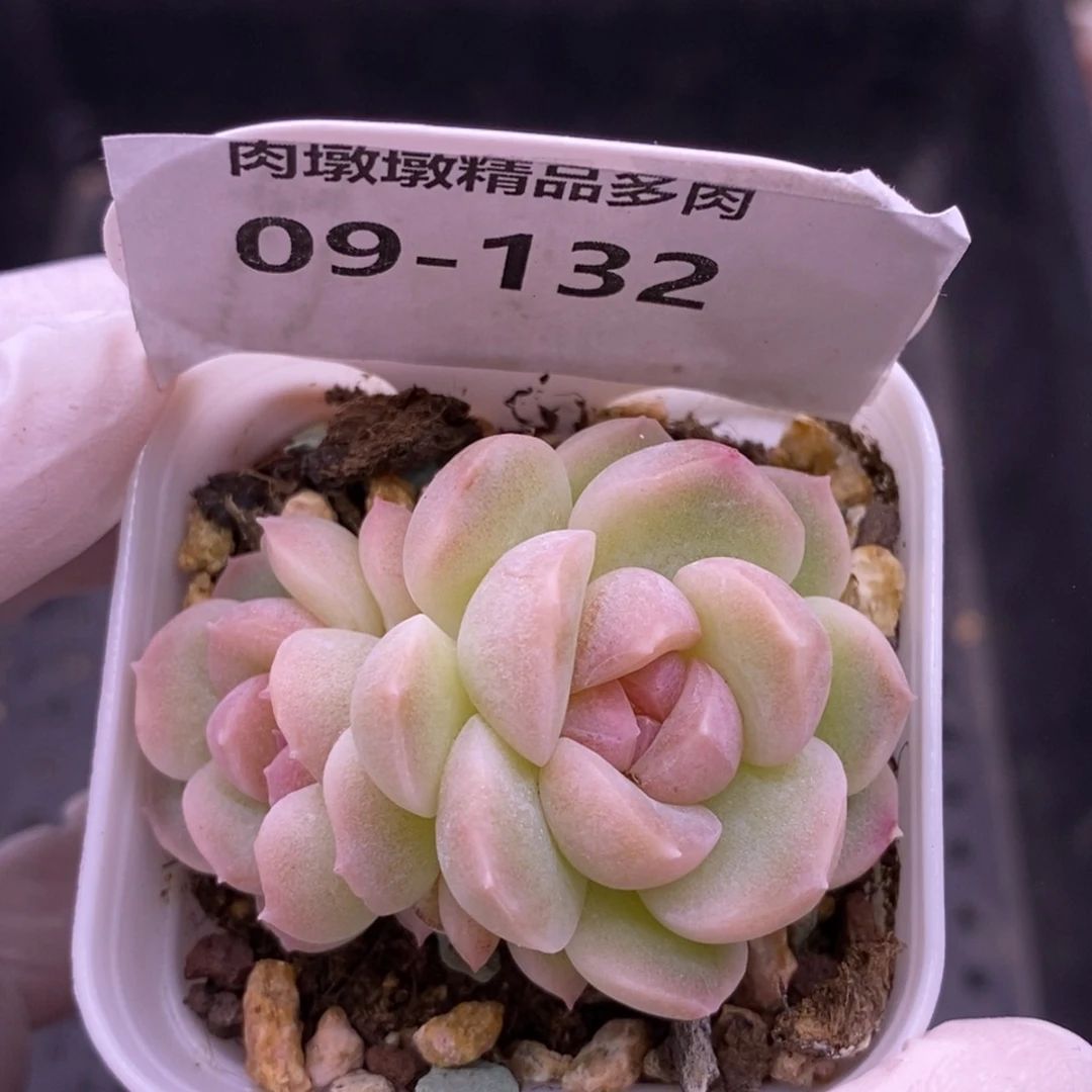 【闪购商品】09-132蜡像