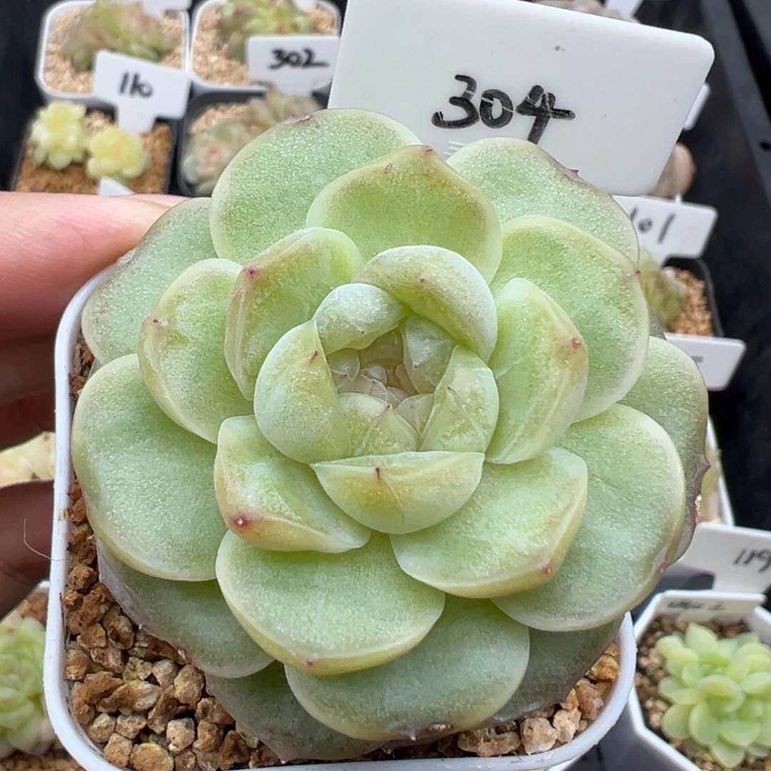 304号流光 晗雨多肉