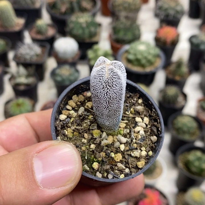 实生恩重特价福利