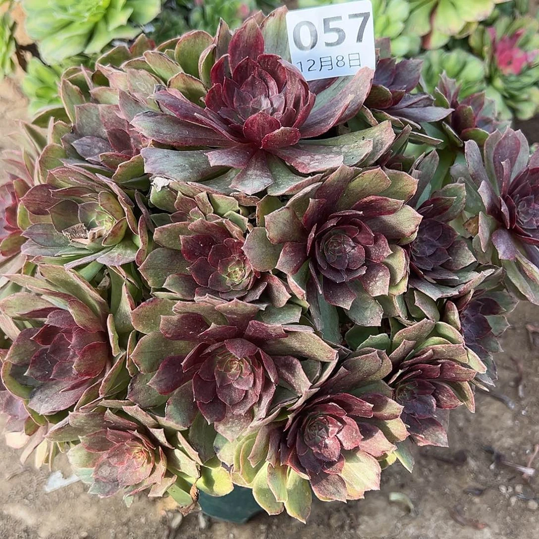 高***雪12.8-57红丝绒多肉