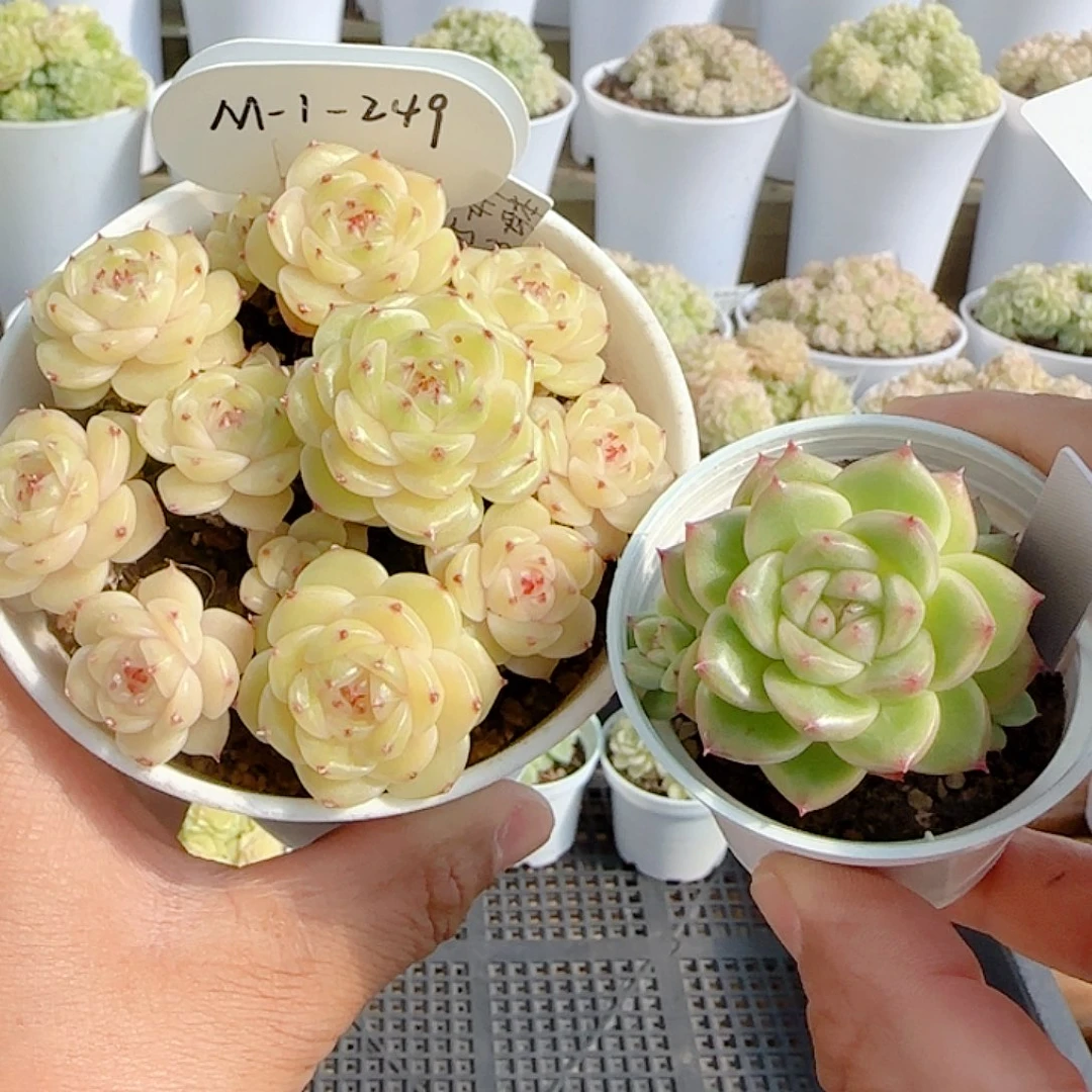 1110-181（m1-249-1）优选