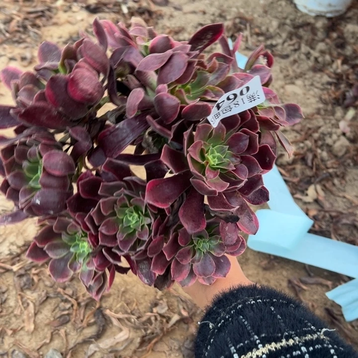 064金丝雀绣球1号棚