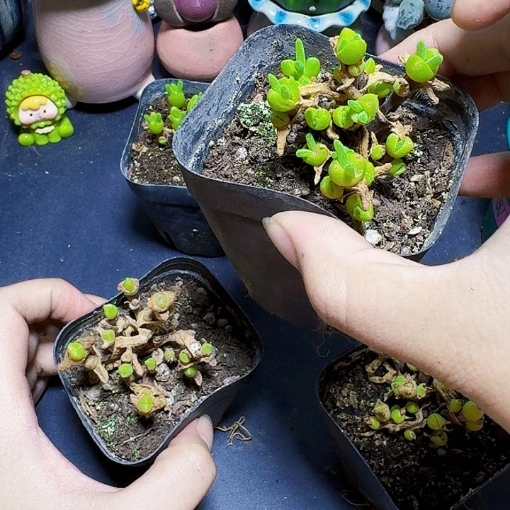 碧光环裸根一颗福利炸