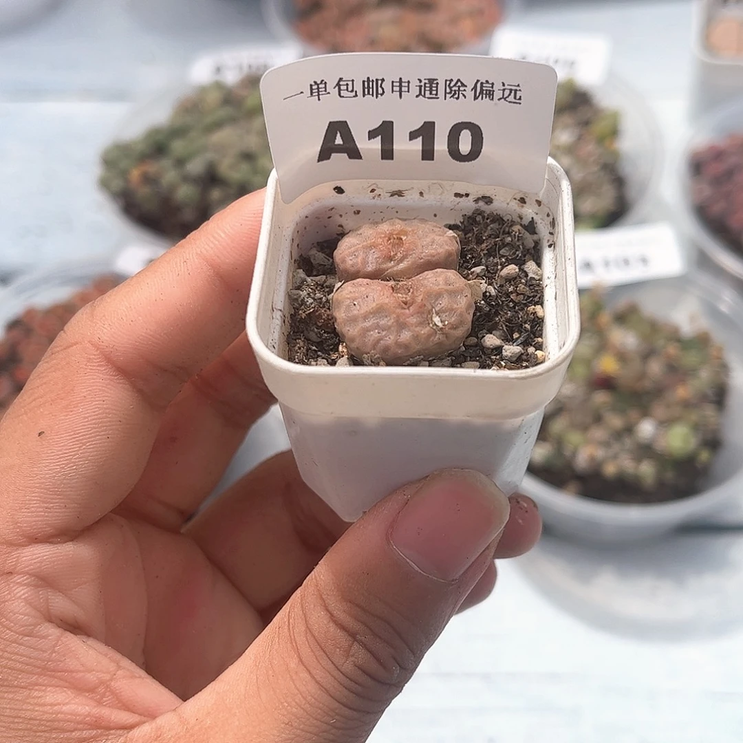 1111-番杏福利a110