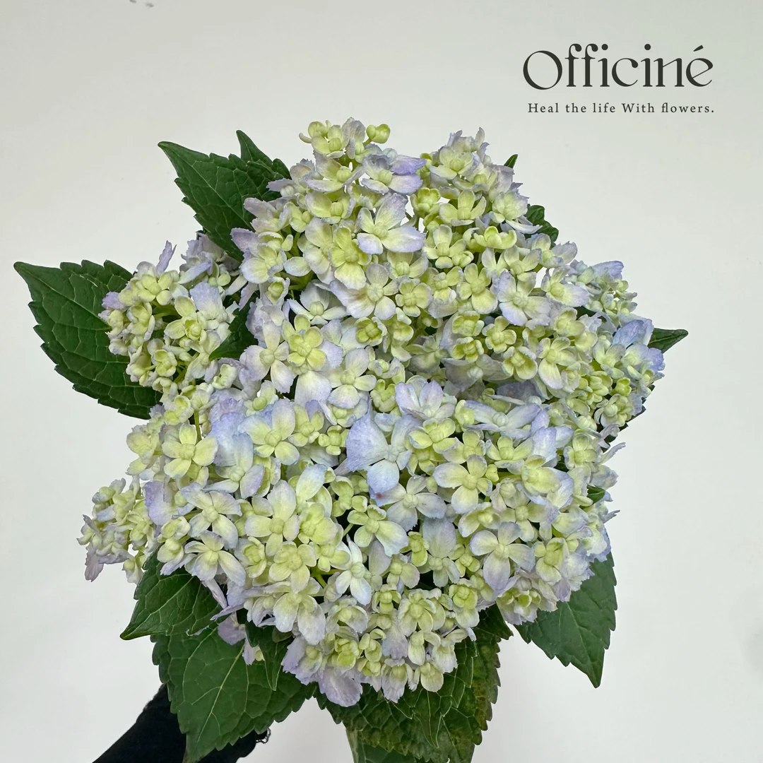 绣球 三河千鸟 Officine美好花市基地直采鲜切花顺丰空运
