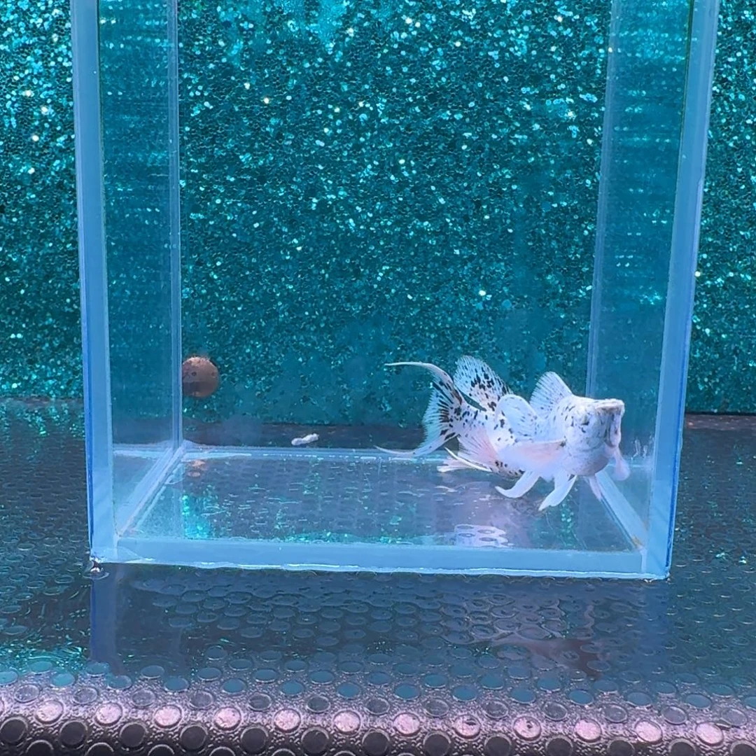 黑玛丽鱼536号玛丽2条