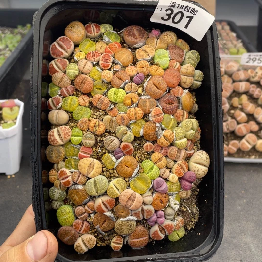 红陶000000000000000301