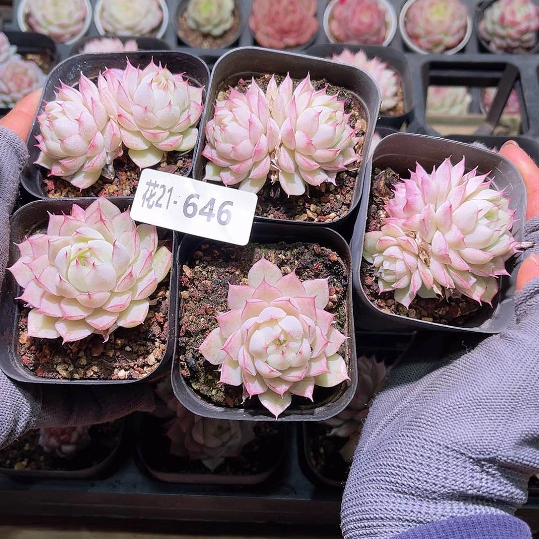 花21-646女王 5颗