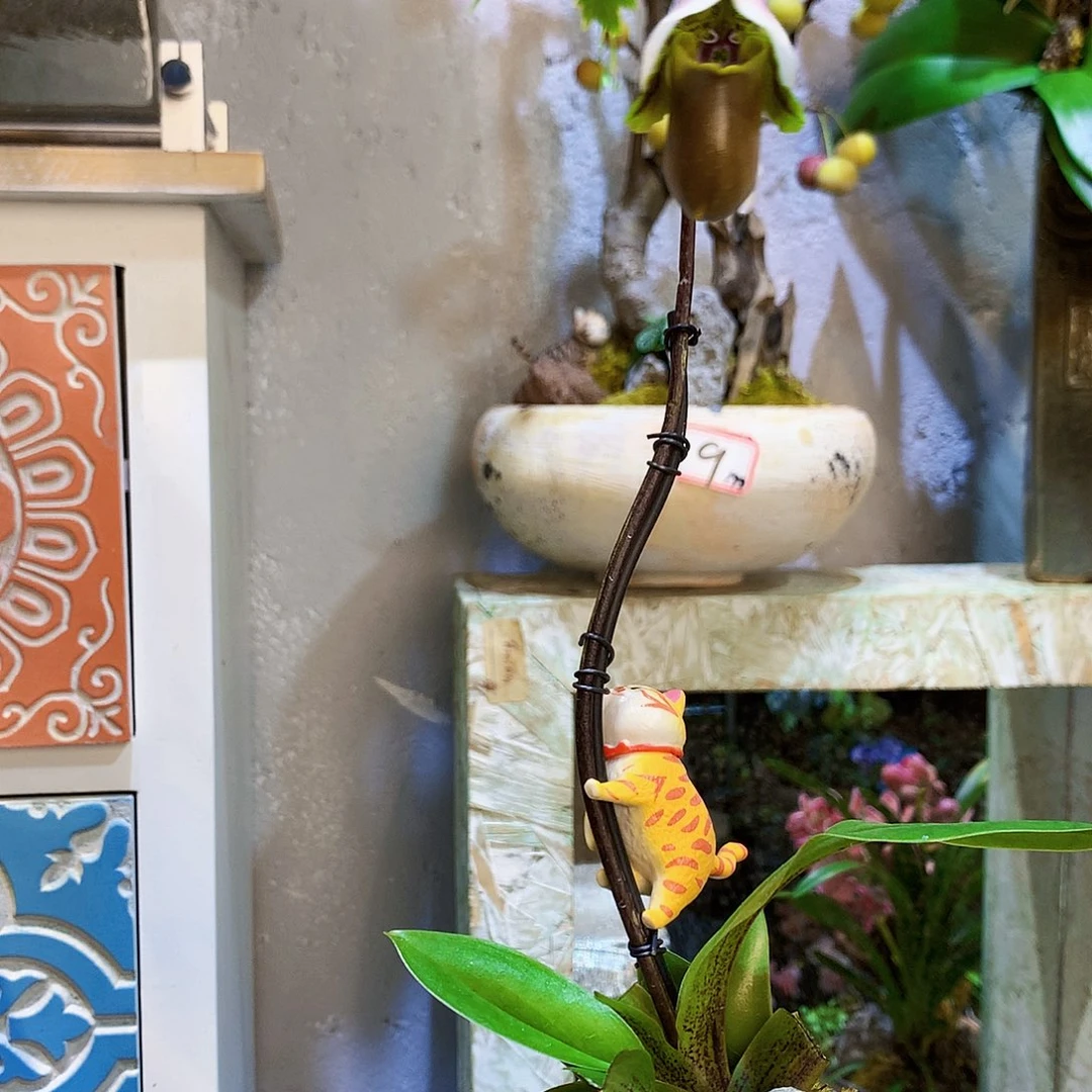 完全开放16蝴蝶兰一物一拍