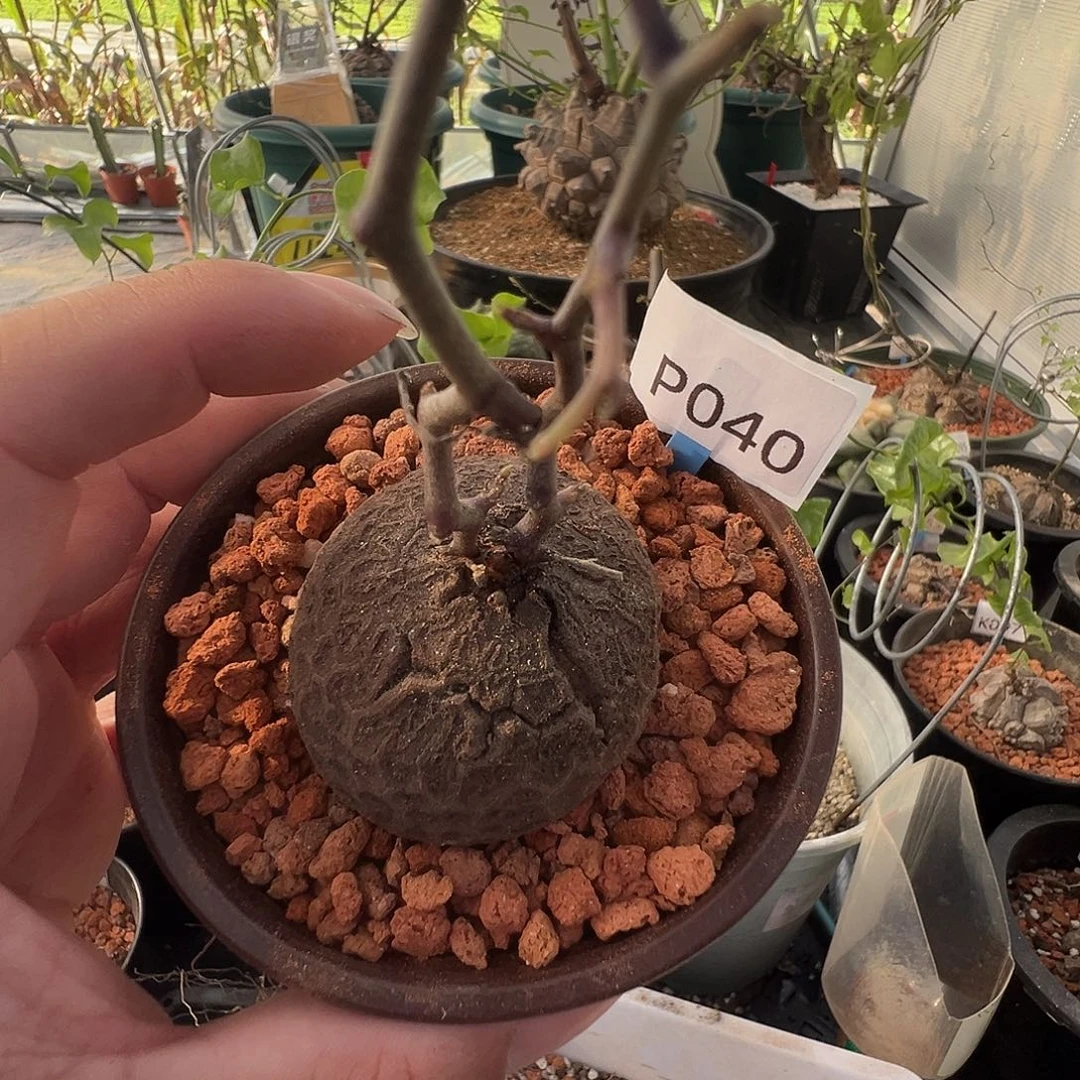 多肉植物专拍 一物一拍 南非龟甲龙040