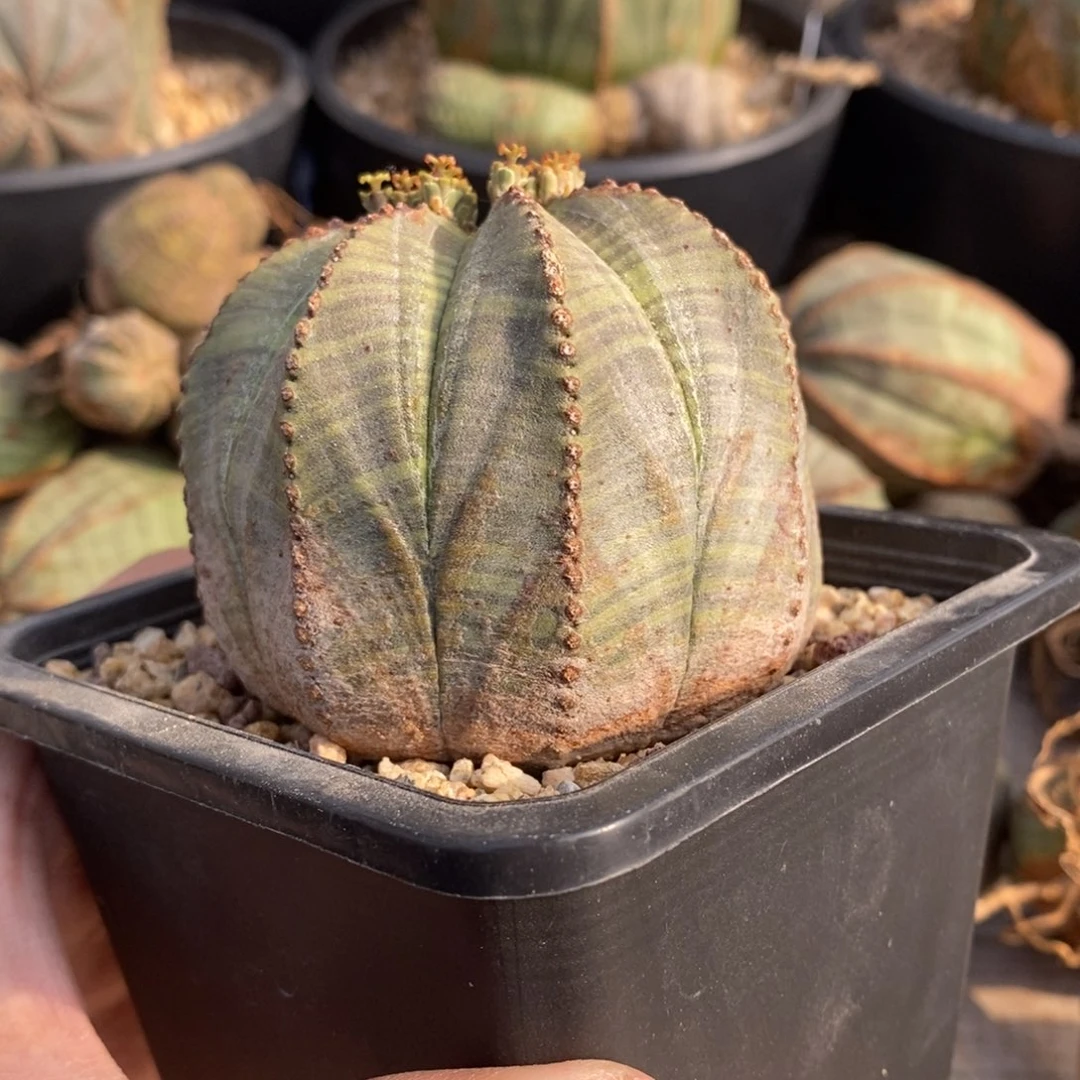 24 欧系实生布纹球多肉植物