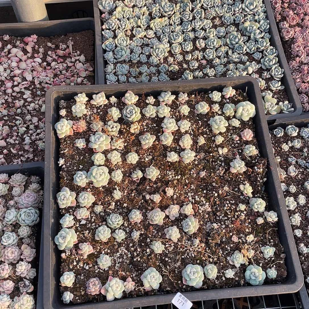 津***兒171。 定。