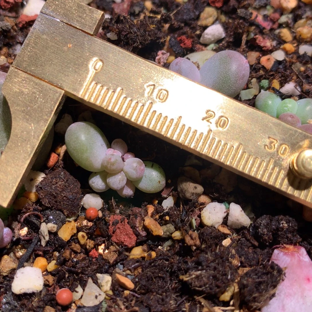 彩虹 不满28发到付，发一片叶，~