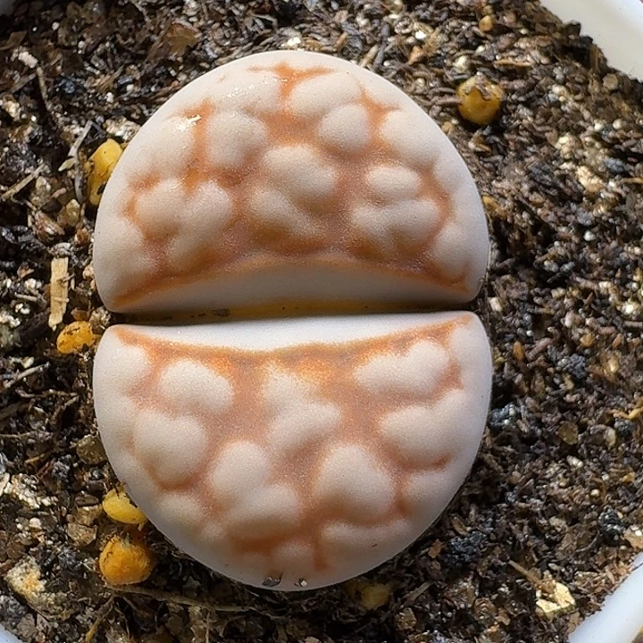 生石花111112。   83