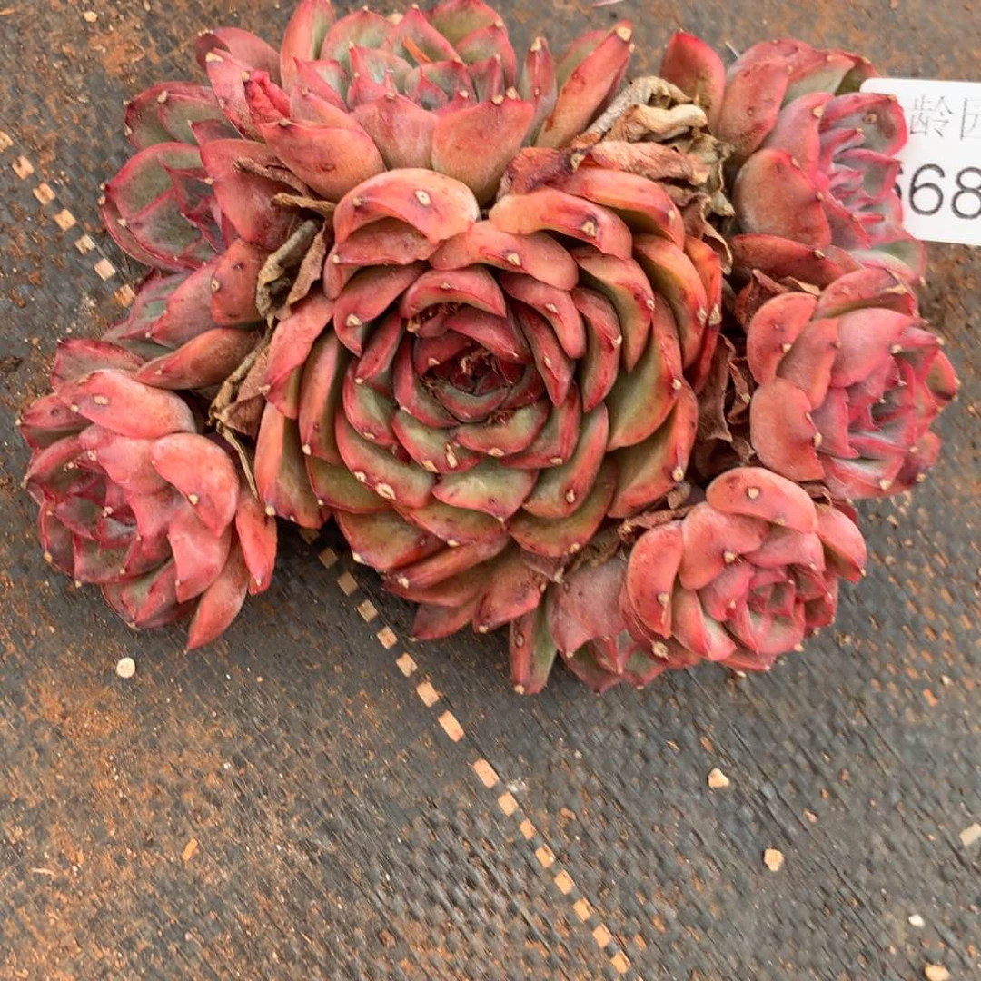 ！**！6687杂交精品基地13厘米