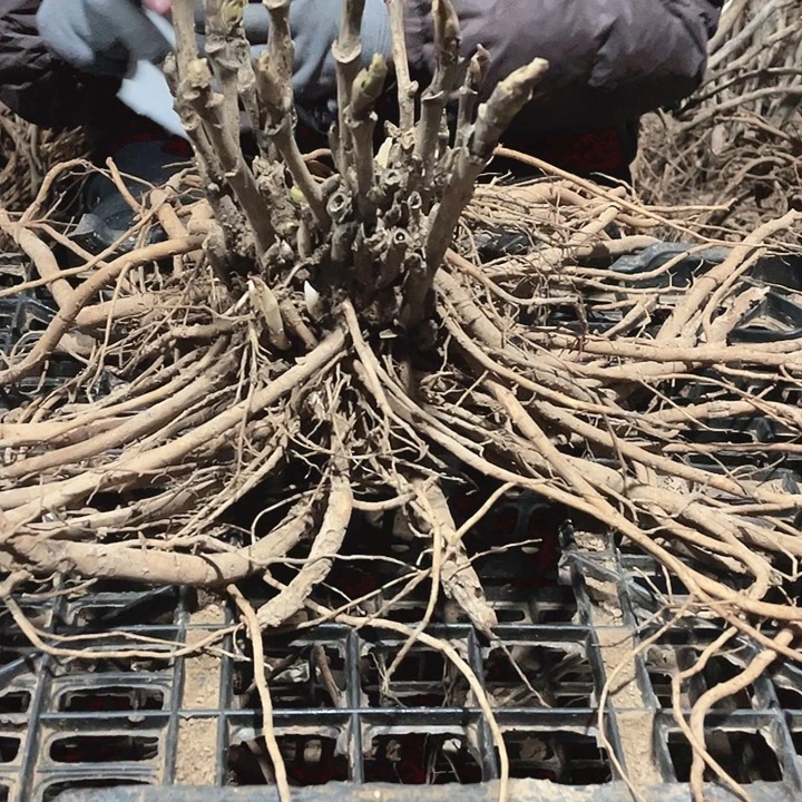 完全开放牡丹花开