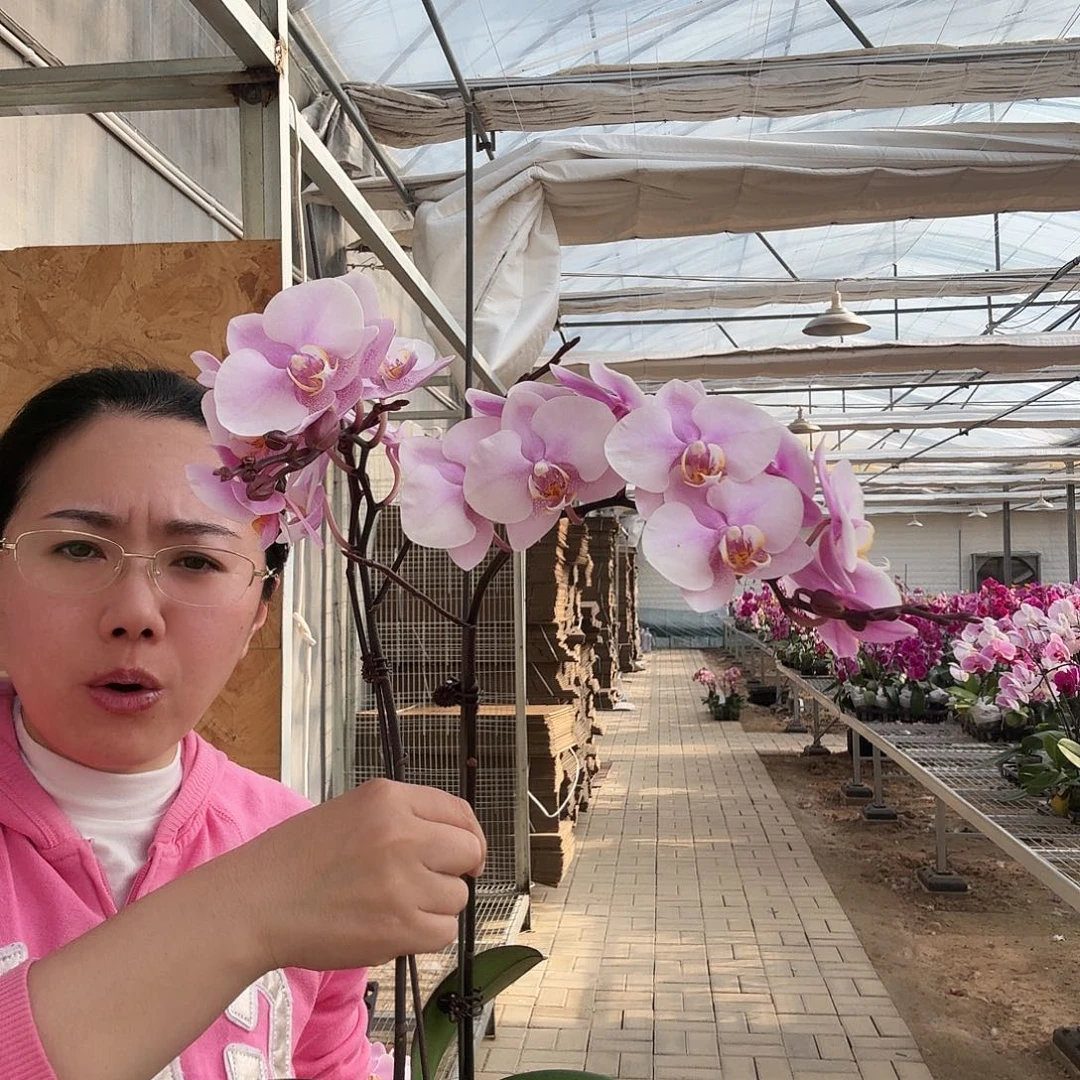 完全开放罗斯基勒2颗