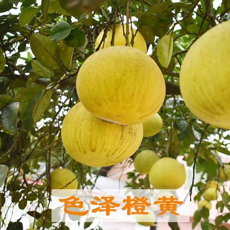 【顺丰】重庆梁平柚白心平柚麻柚应季新鲜柚子水果柚子现摘现发