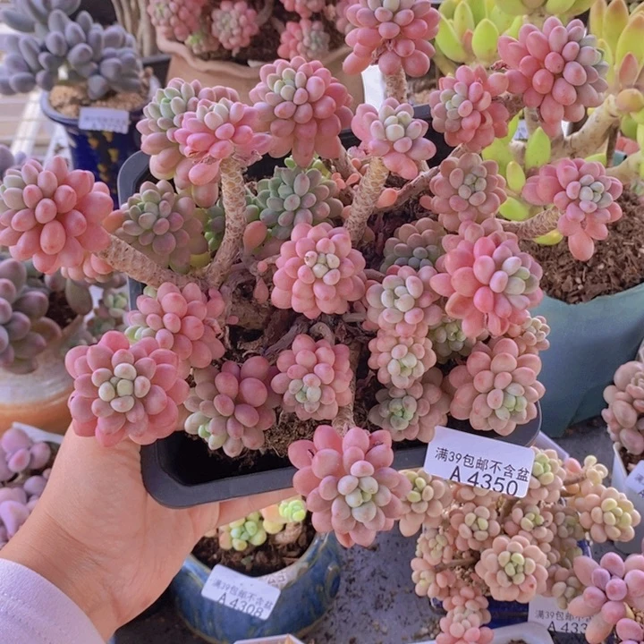 陈*婵鱼子酱老桩有砍20cm4350多肉植物