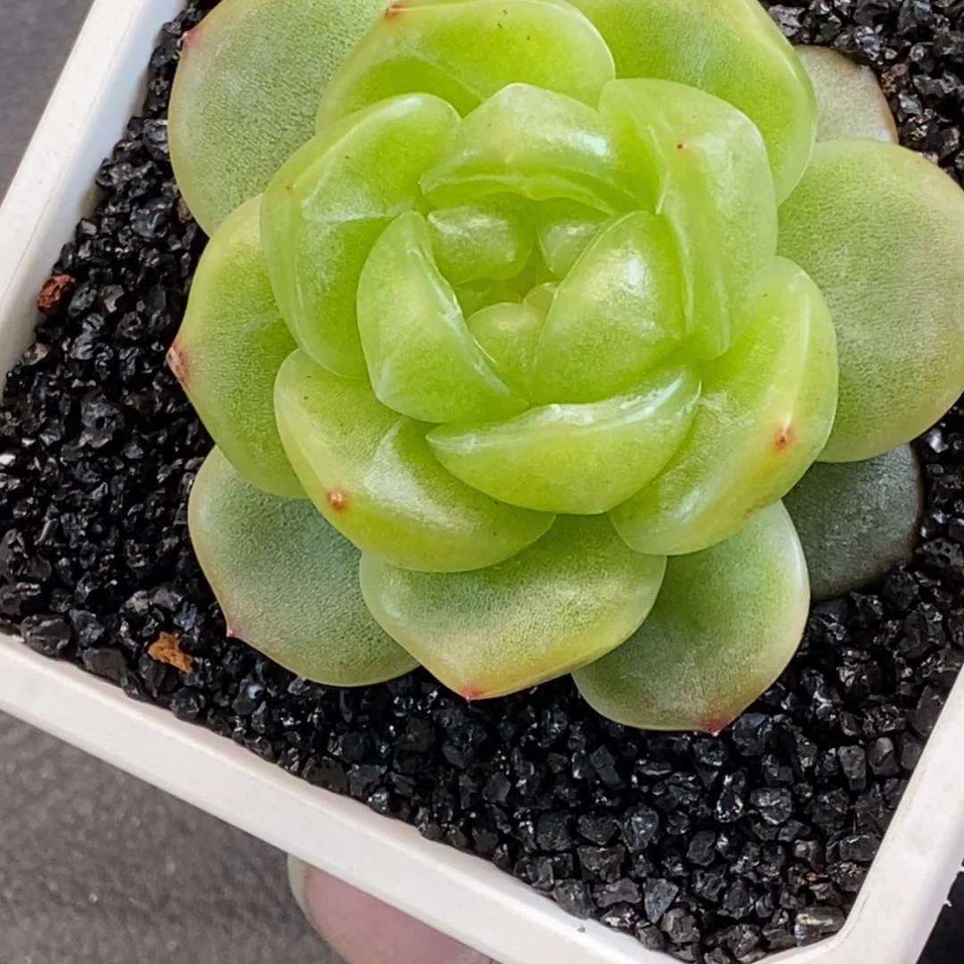 天官赐福百无禁忌