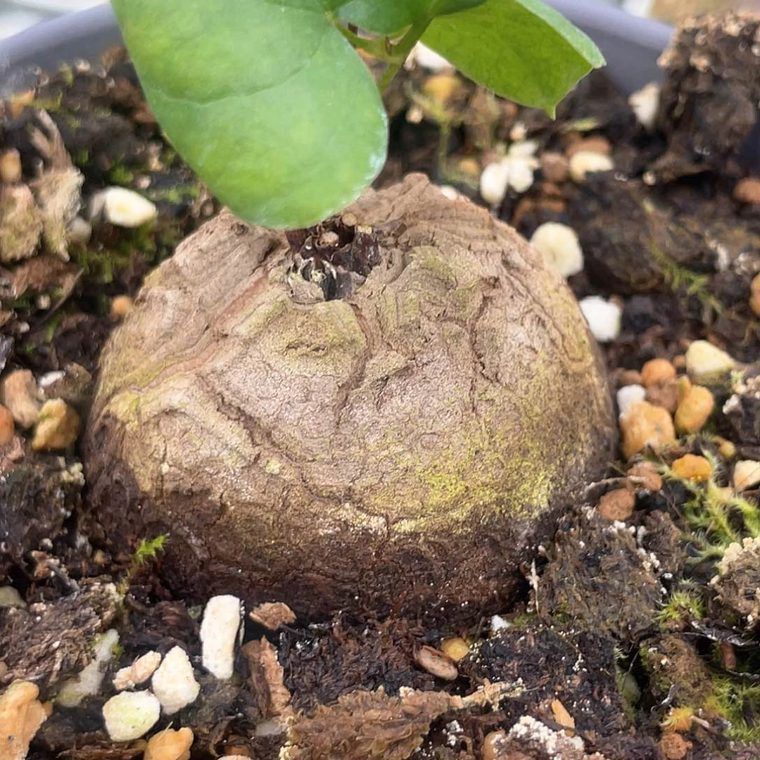 龟甲龙一物一拍681号4.8cm