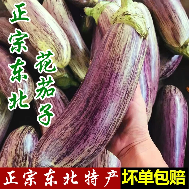 东北花茄子面包茄子现摘现发农家自种茄子包邮