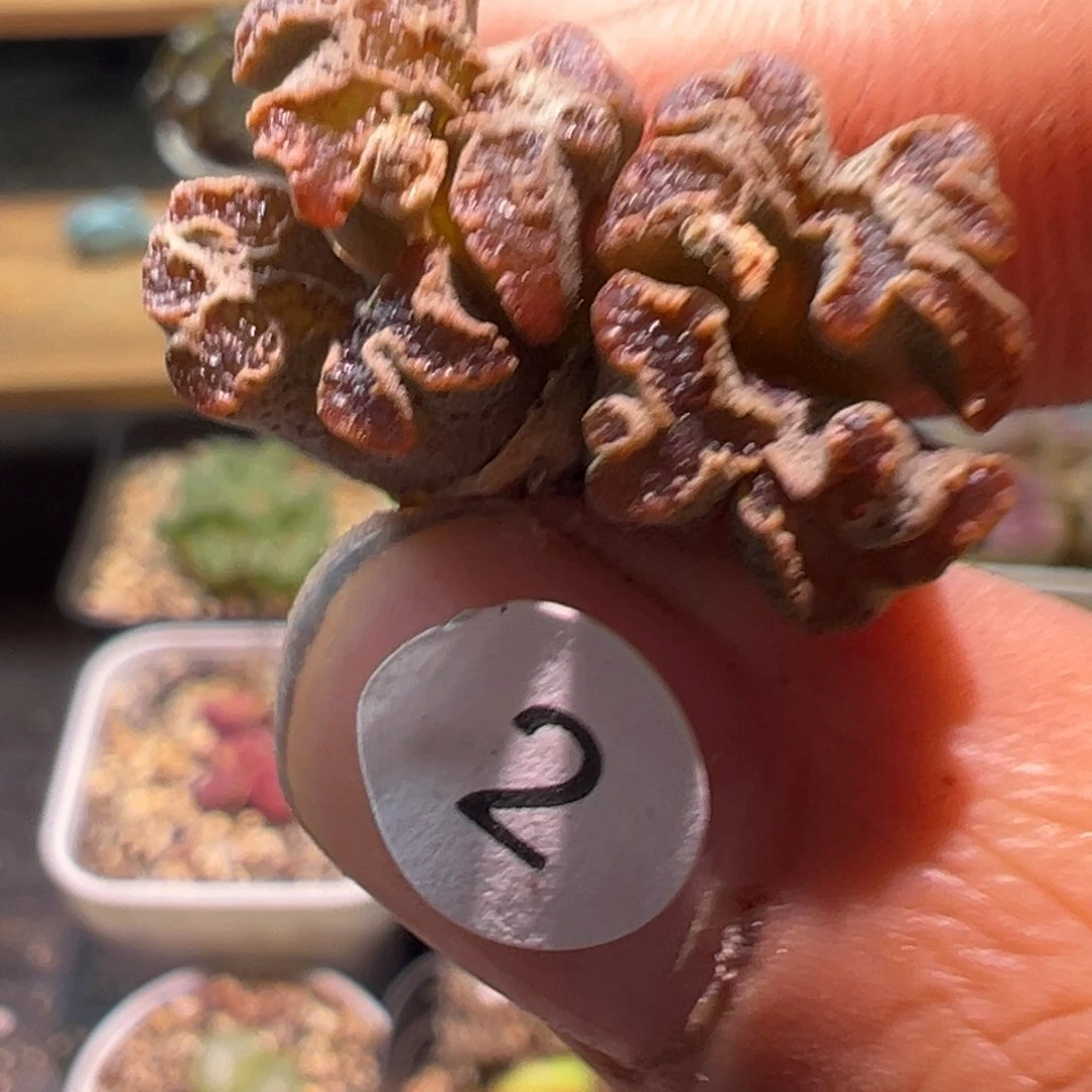 多肉植物111111111111