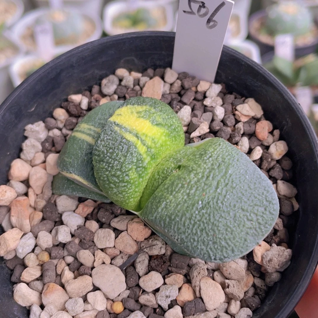 506号脱土发货111