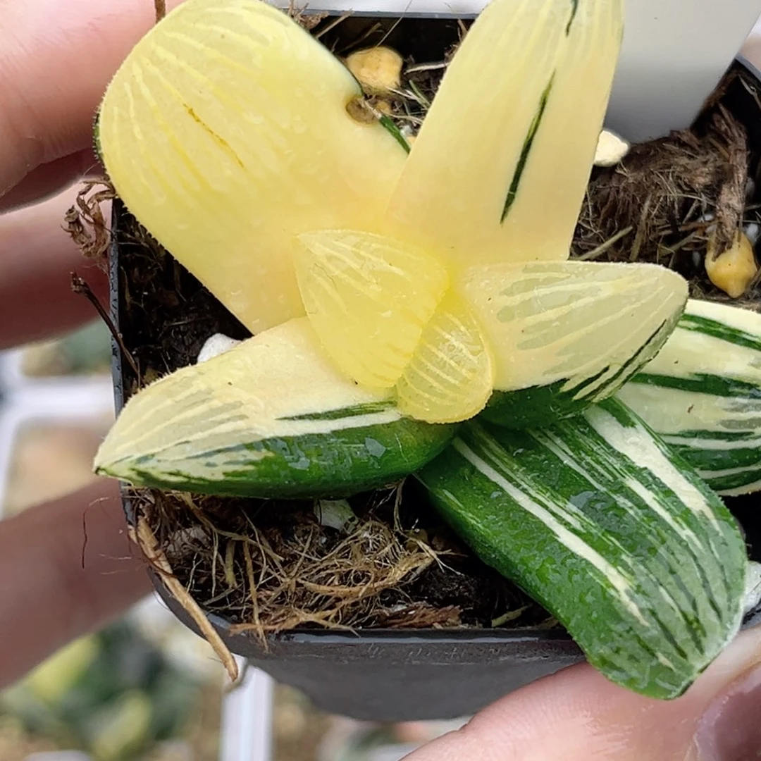 3夜想之森锦福利专场