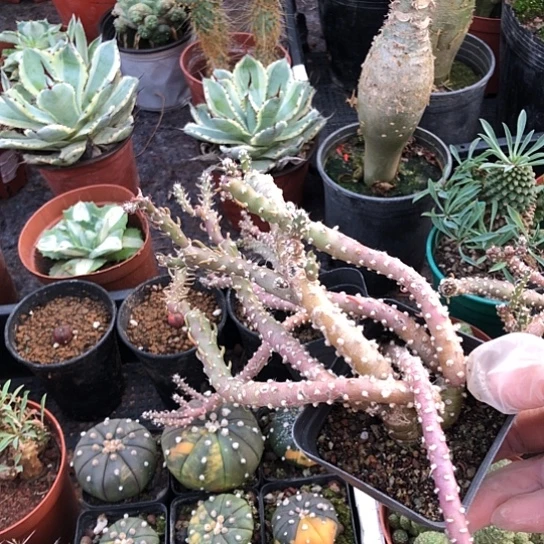 z***5无花朵登龙团扇带盆土包邮