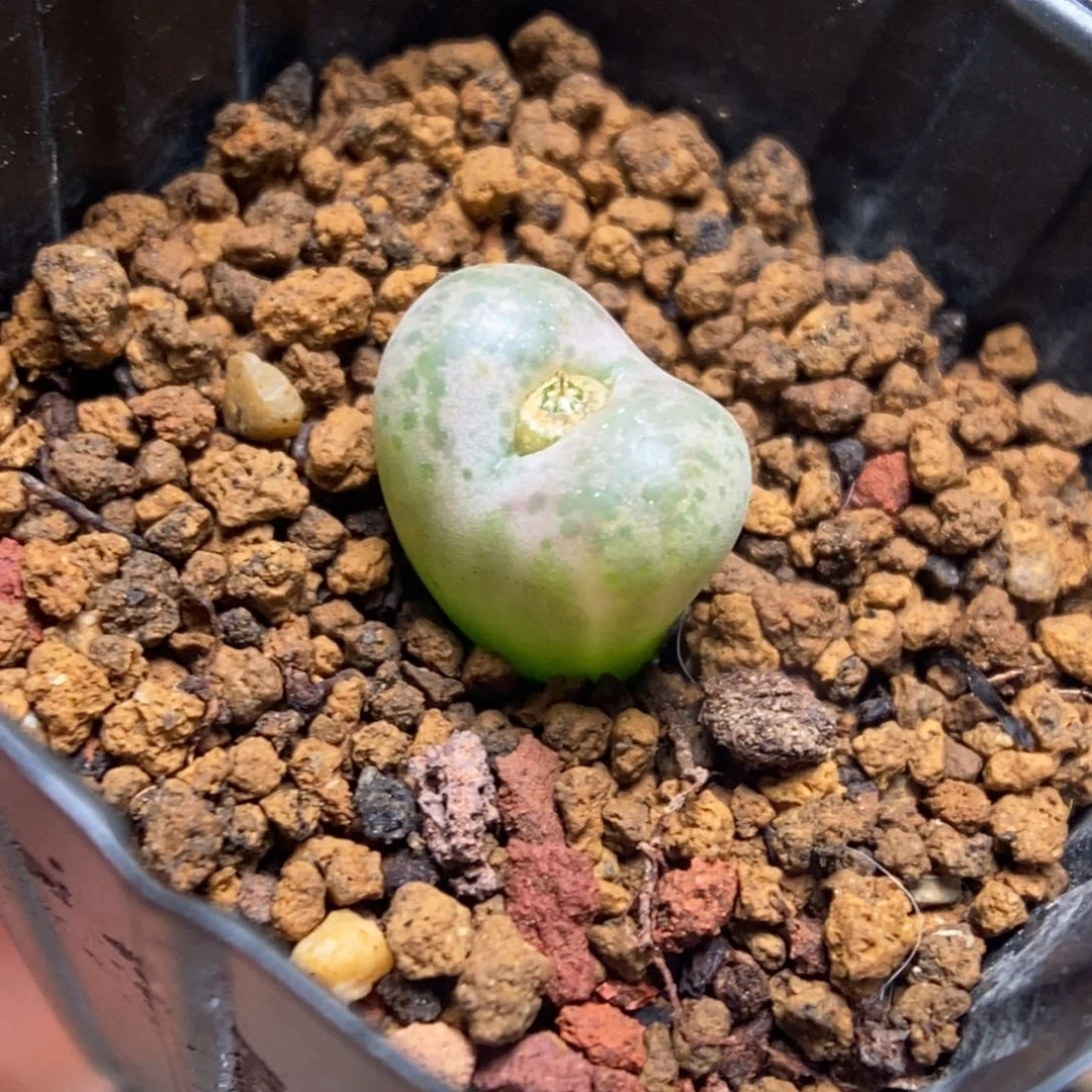 多肉植物肉锥杂交K-502