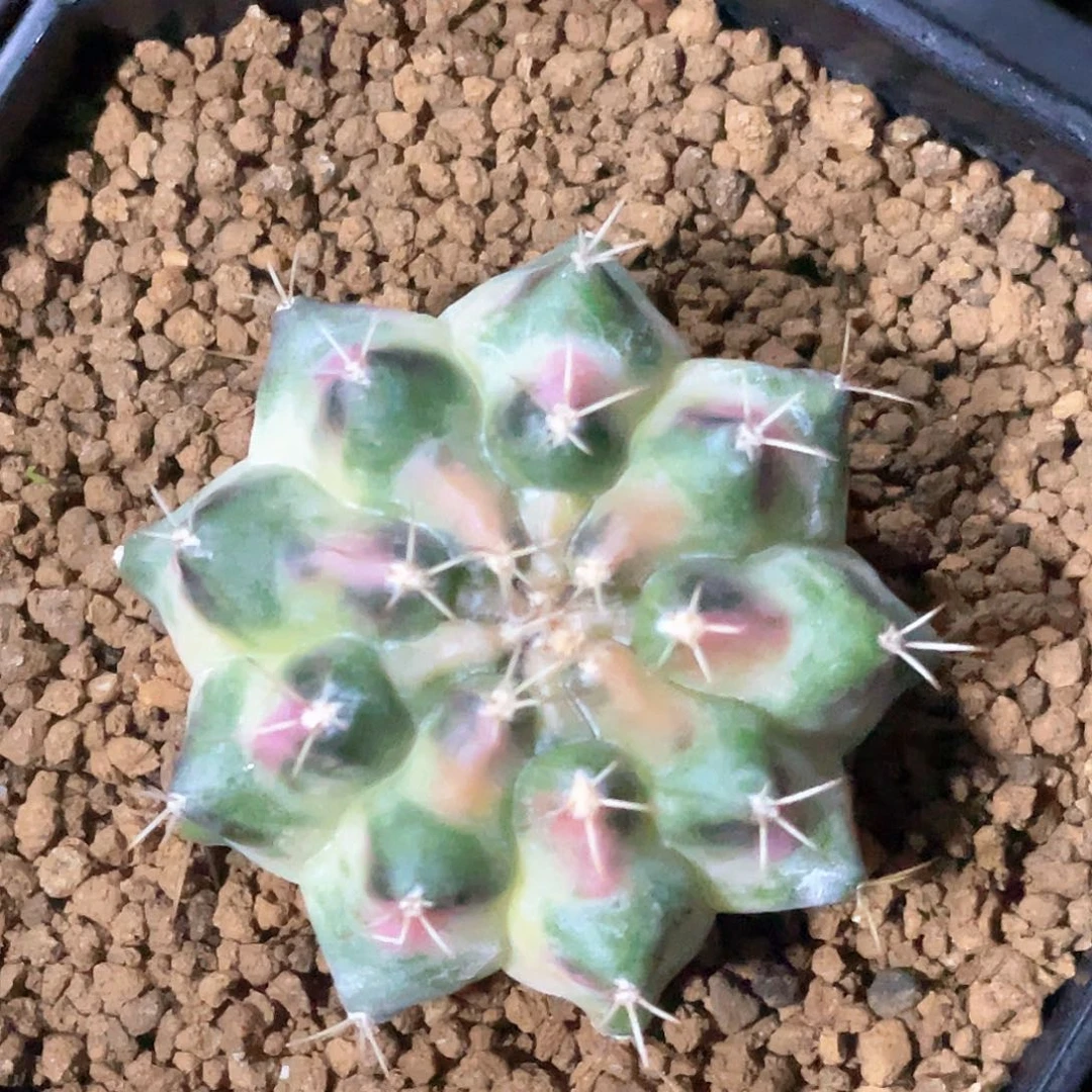 当前无花朵，栽培后可花朵