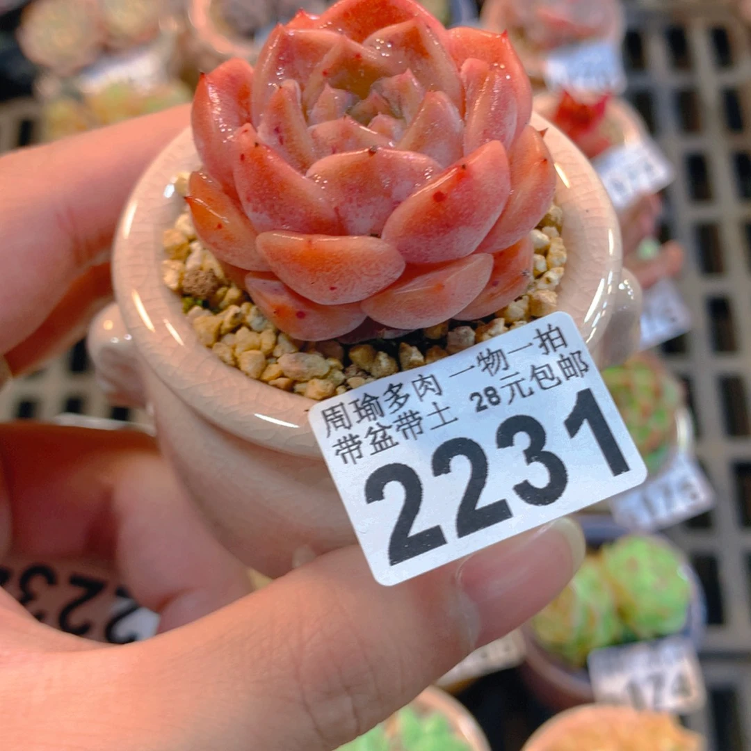 5厘米盆精控多肉2231
